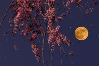 Supermoon Horoscope: Predictions for Every Chinese Zodiac Sign