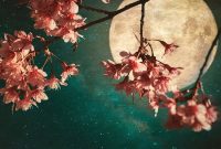 Flora and Astrology: Aligning Flowers with Your Star Sign