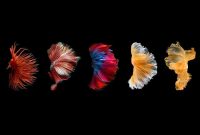 Get Creative Like Pisces: Unlock Your Artistic Flow Today