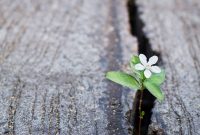Spring Healing: What Chiron and Mutable Signs Can Teach You