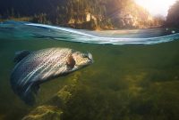 How Pisces Can Unlock Career and Relationship Success