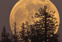 December Supermoon Guide: Dates, Times, and Viewing Tips