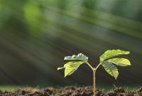 Career Advice for Taurus, Virgo & Capricorn: Thrive as Earth Signs